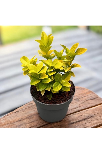 Саджанець бруслини японської Ел Дорадо